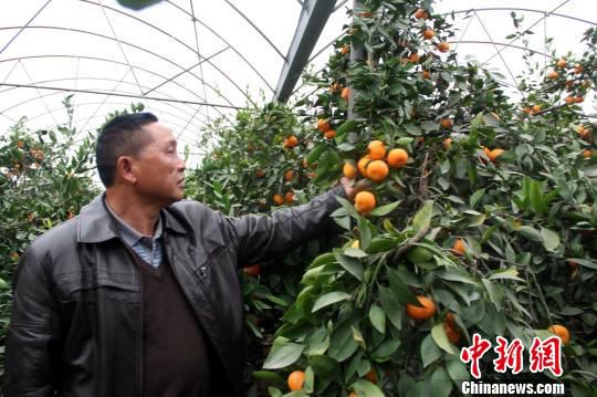 湖北農(nóng)民試水大棚種柑橘每斤賣200元(圖)